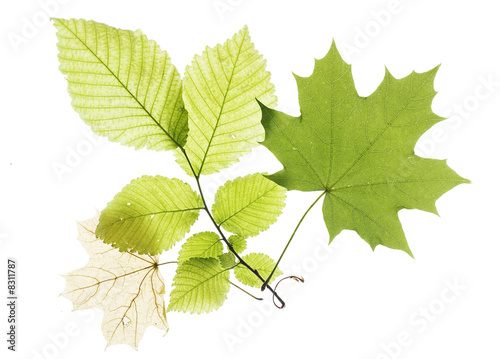 Leaves isolated on white background