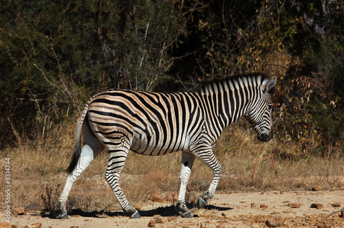 Zebra