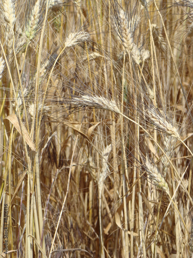Fototapeta premium blé