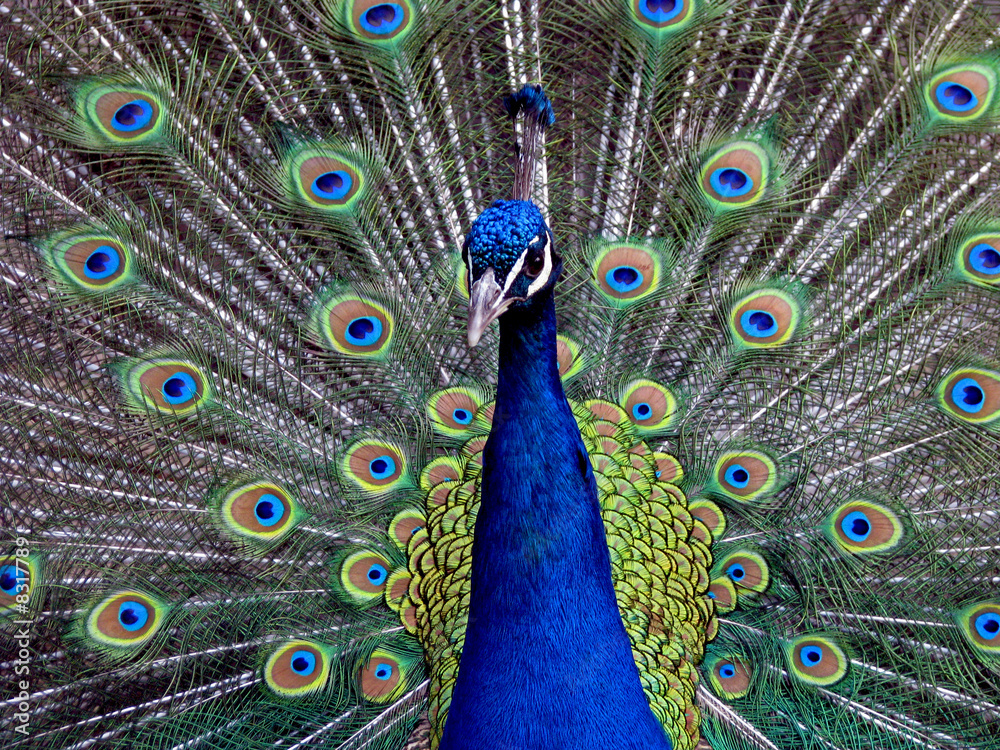 Obraz premium Prachtvoller Pfau