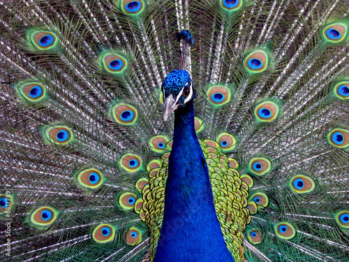 Prachtvoller Pfau photo