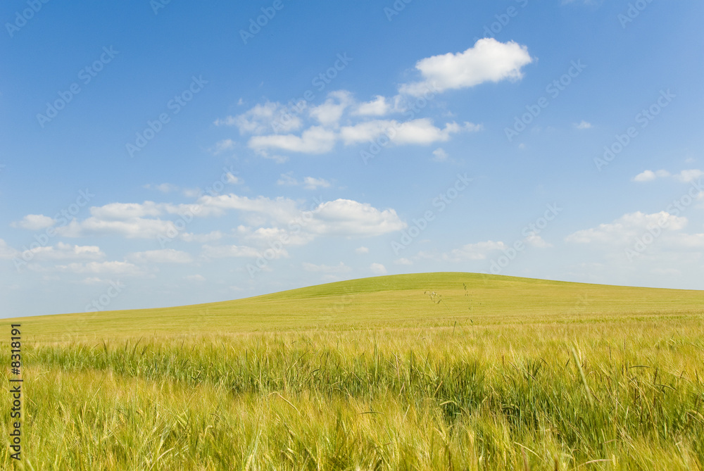 colline jaune