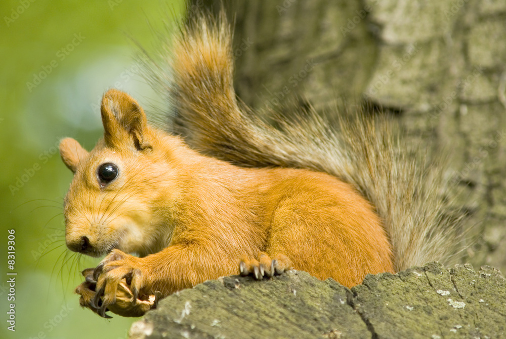 squirrel on a tree squirrel on a tree