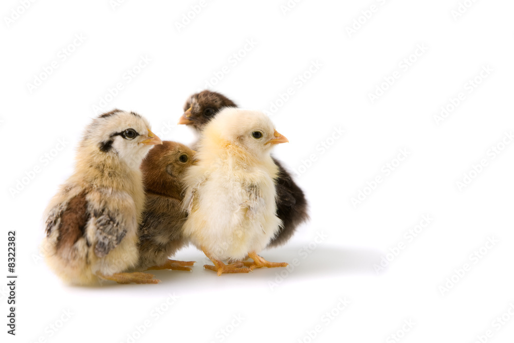 Fototapeta premium group of coloured chicks