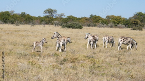 Z  bres namibiens