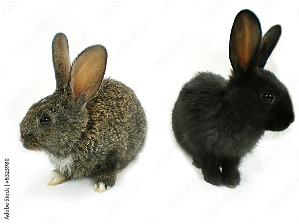 Obraz premium rabbits