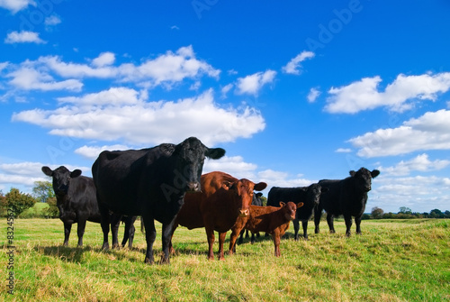 Canvastavla Cow Group