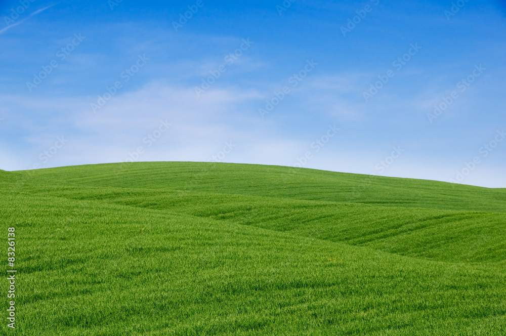 Naklejka premium Rolling green hills and blue sky. Tuscany landscape, Italy.