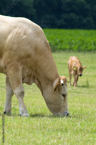 Grazing Cow