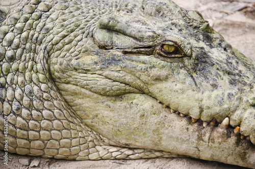 Crocodile head.