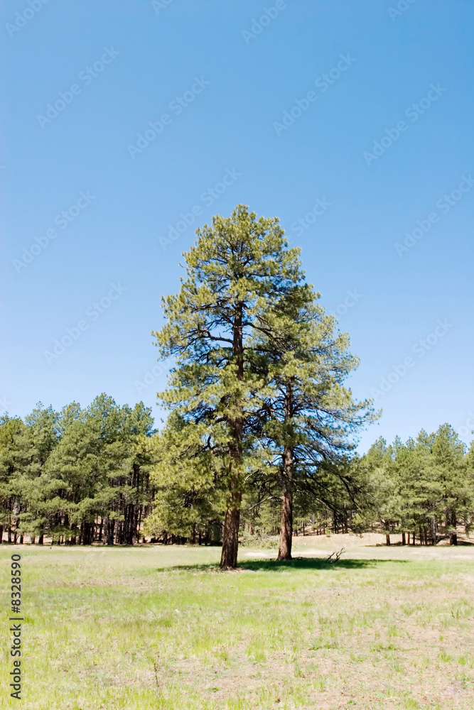 Fototapeta premium Pine trees in the forest