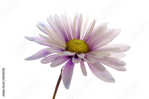 Purple daisy