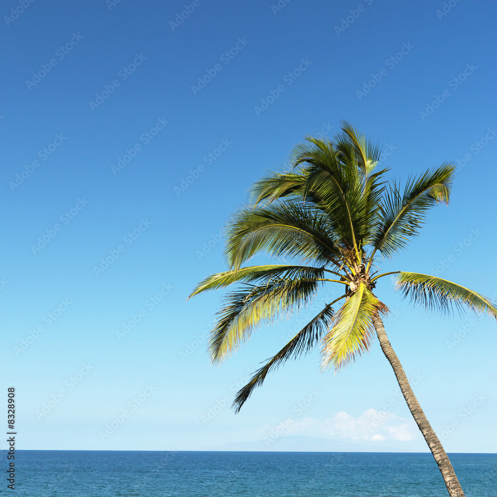Obraz premium Palm tree and ocean.