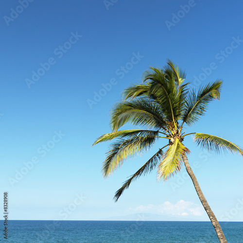 Palm tree and ocean.