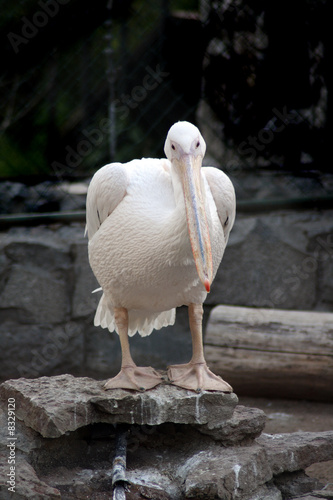 pelican photo