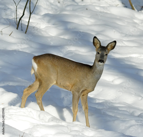 Roe deer