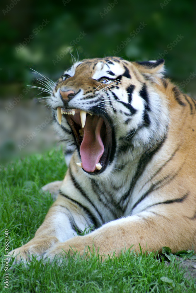 Fototapeta premium Tiger brüllt