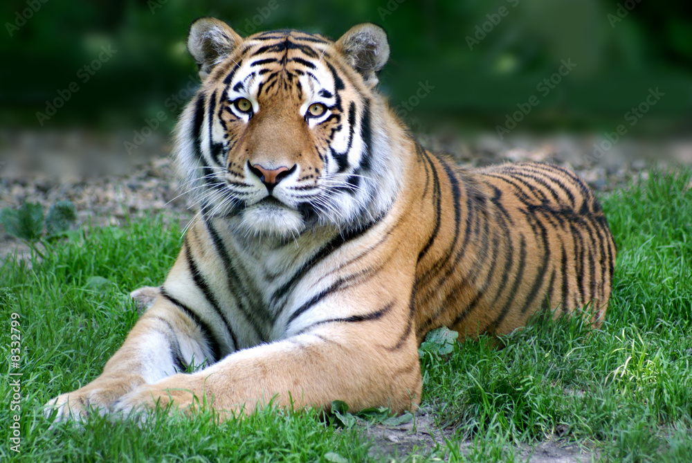 Tiger in der Wildnis Tiger in der Wildnis