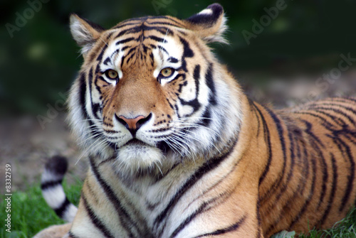 Tiger in all seiner Schönheit 3