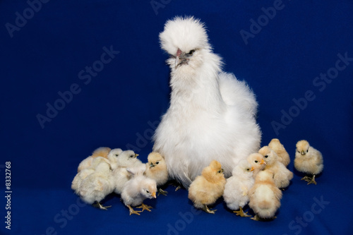 hen with chickens