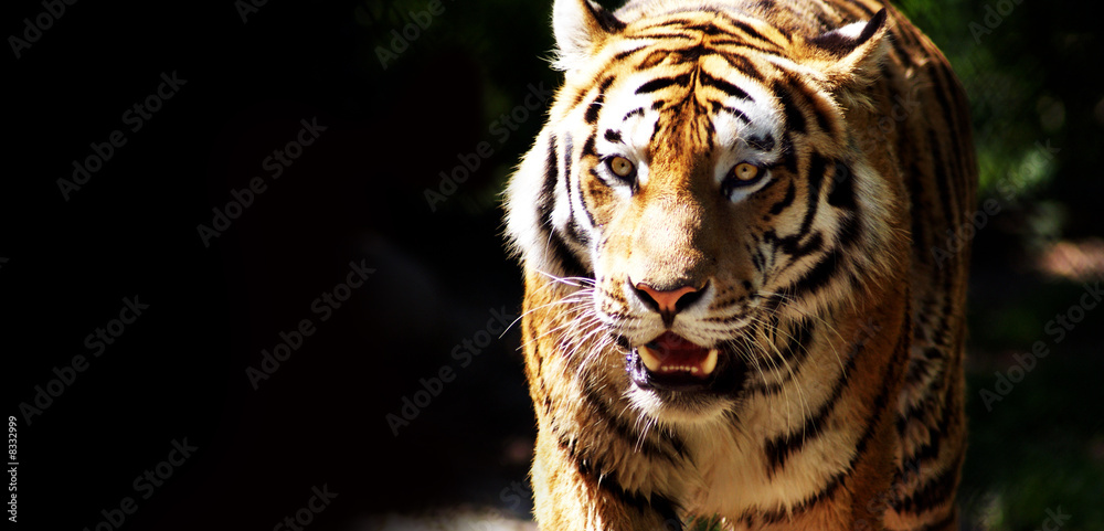 Obraz premium Wilder Tiger