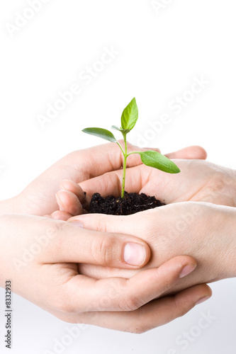 Transplant of a tree female and children's hands