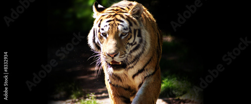 Tiger In der Natur #8332934
