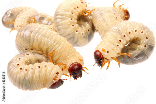 cockchafer