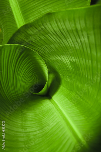canvas print motiv - peapop : Banana Leaf Curl