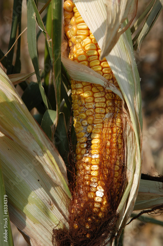 Pannocchia photo