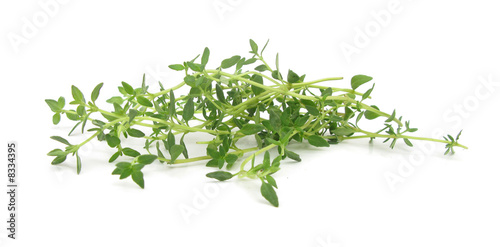 Thyme common fresh leaves