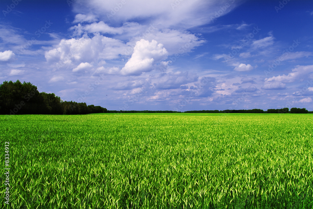 Cereal field scenic view (green, yellow and blue)