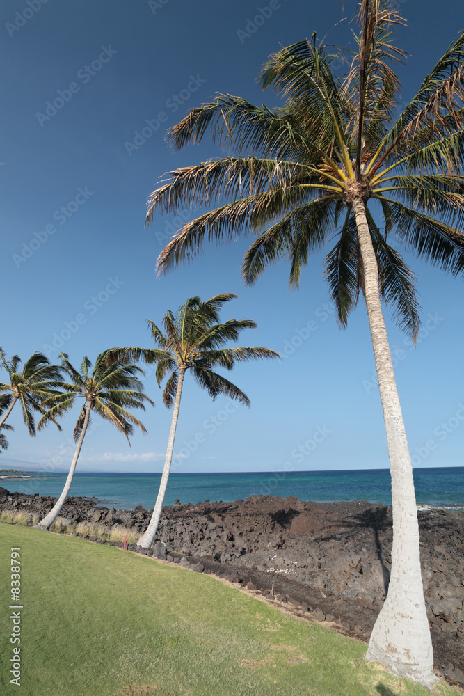Hawaiian Islands Palm