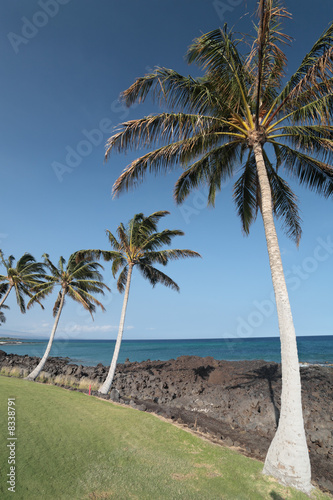 Hawaiian Islands Palm © EuToch