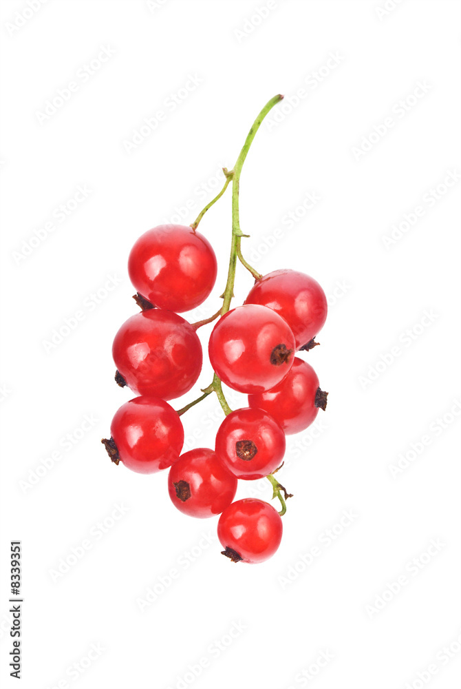 Red currant Red currant