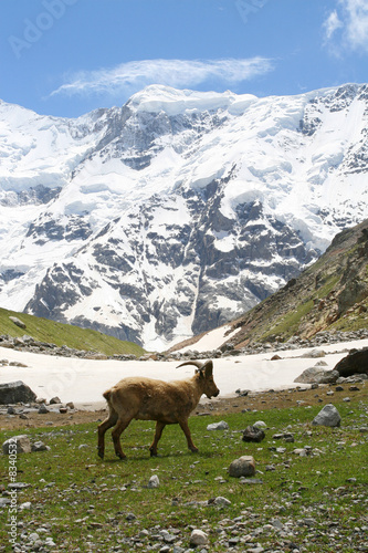 mountain goat © Maygutyak