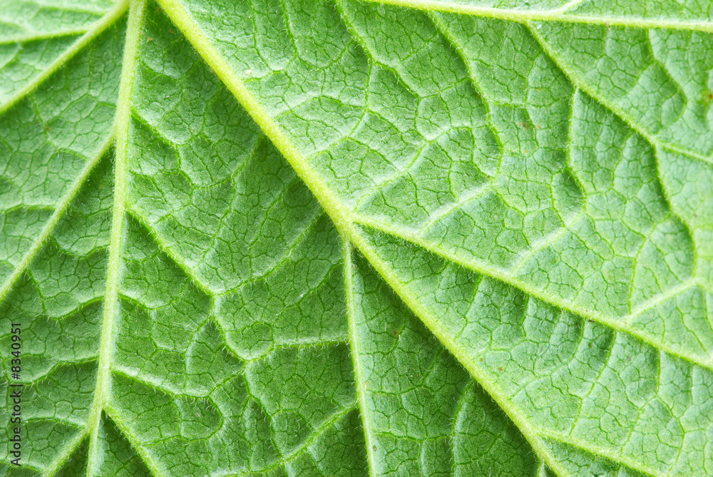 leaf background leaf background