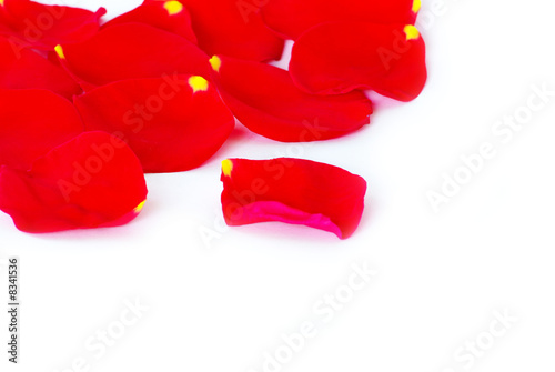 rose petals