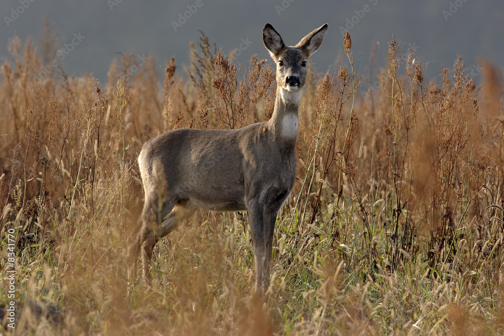 Deer Deer