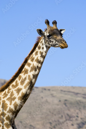 head and neck of masai giraffe in tanzania, africa