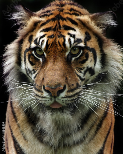 Closeup Of A Sumatran Tiger