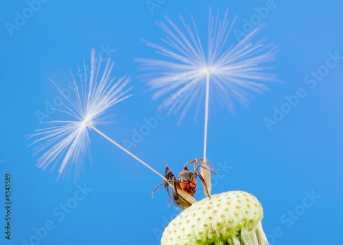 Ant