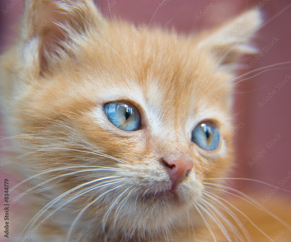 Red kitten Red kitten