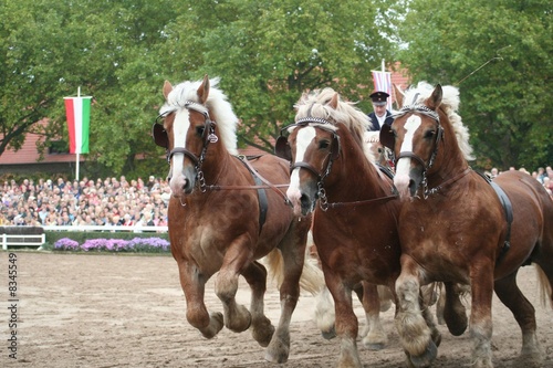 Hengstparade
