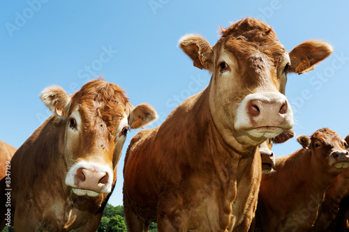 Принти на полотні portrait of cows