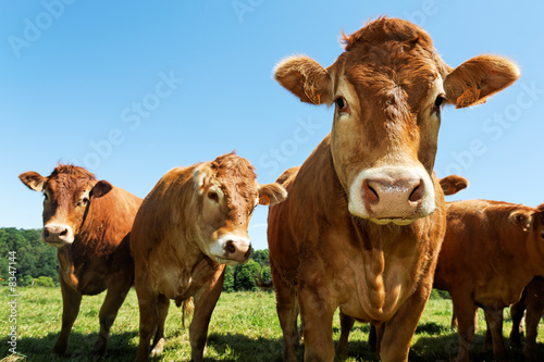 Foto portrait of cows