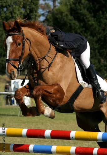 Show Jumping Horse and Rider