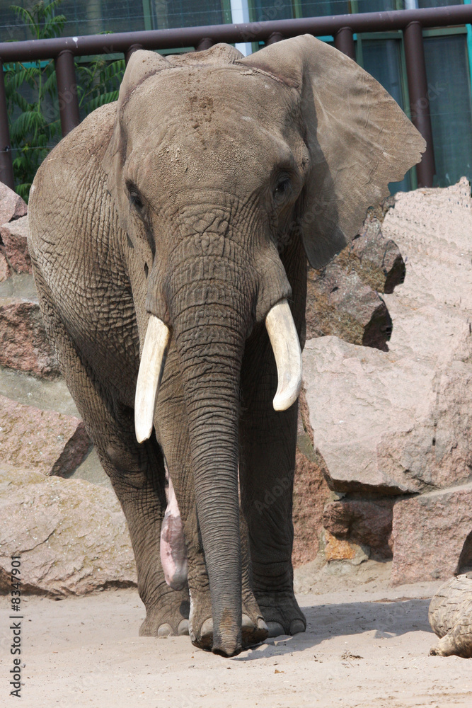 Bull african elephant