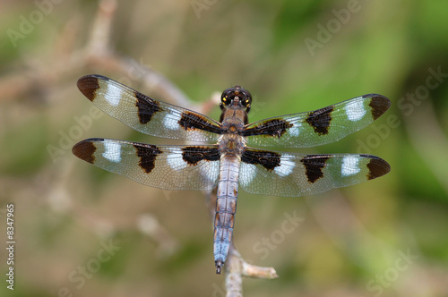 Male Twelve-spot Skimmer Dragonfly photo