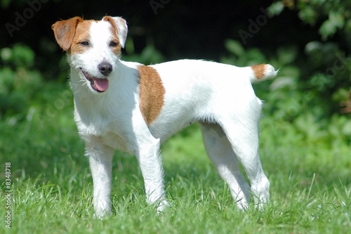 Photo Parson Jack Russell Terrier
